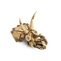 【磚星球】樂高 LEGO 76969 侏儸紀世界 恐龍化石：三角龍頭骨 Dinosaur Fossils: Triceratops Skull_2