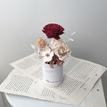慢時芳華・康乃馨迷你盆花｜永生盆花_3