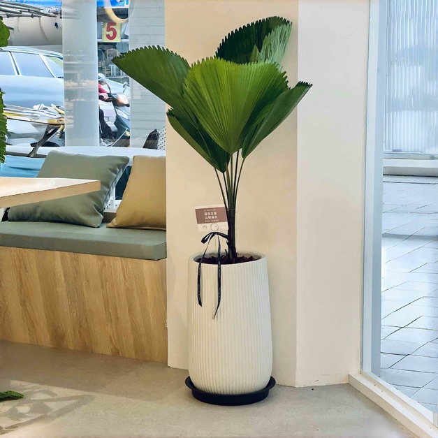 圓圓滿滿-圓葉蒲葵｜室內植栽