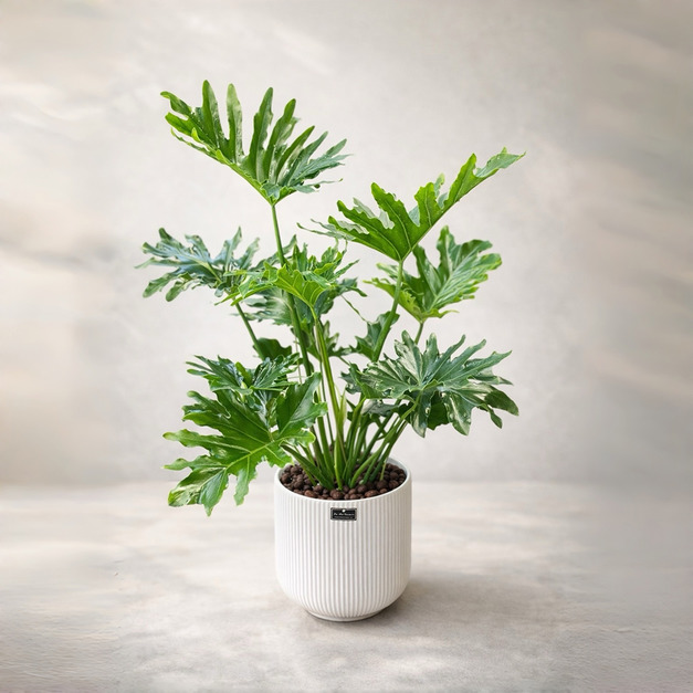 展羽高飛-小天使蔓綠絨｜祝賀植栽