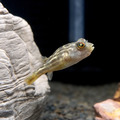 斑馬狗頭5-6cm