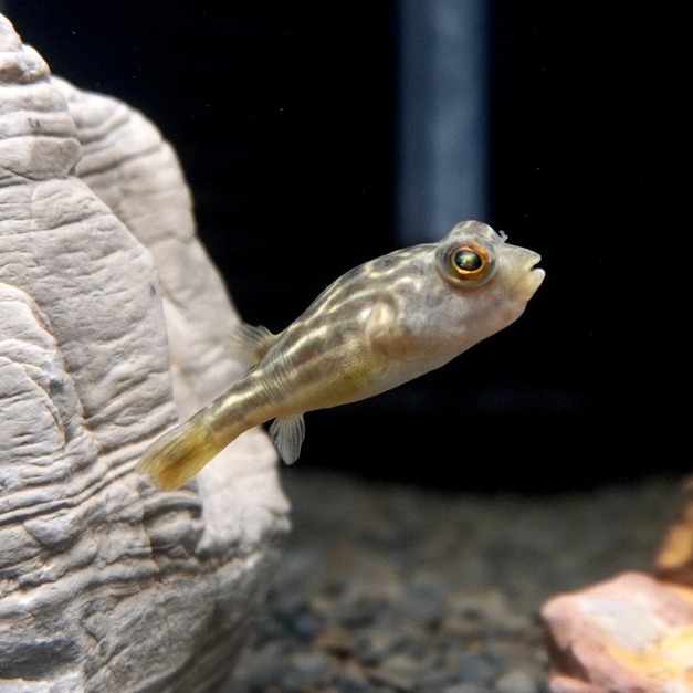 斑馬狗頭5-6cm