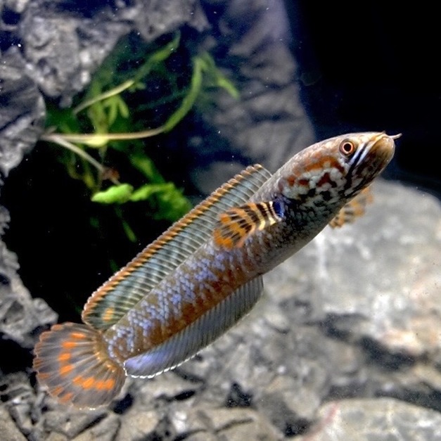 七彩雷龍8-9cm