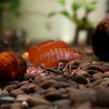 火焰變色龍