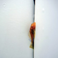 金琵琶鼠7cm_1