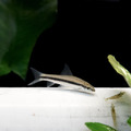白玉飛狐_2