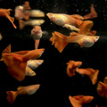 全紅白子(對)亞成 全紅白子孔雀魚_4