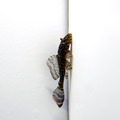 紅點琵琶鼠5-6cm_1