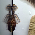 紅點琵琶鼠5-6cm