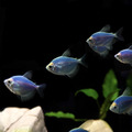 彩色磚魚｜藍磚｜金磚｜綠磚｜紅磚｜紫磚｜橘子磚｜翡翠綠磚｜粉白磚_9