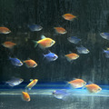 彩色磚魚｜藍磚｜金磚｜綠磚｜紅磚｜紫磚｜橘子磚｜翡翠綠磚｜粉白磚_3