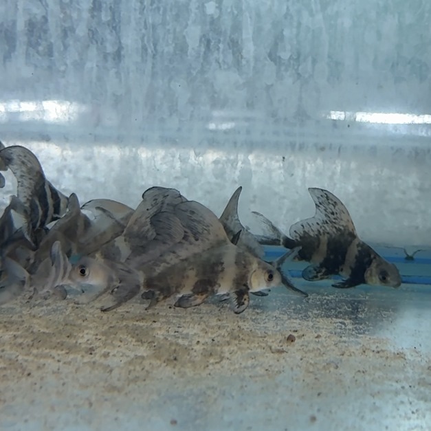 大帆三間5cm
