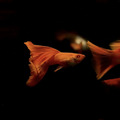 全紅白子(對)亞成 全紅白子孔雀魚