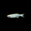 螢光仙子/斑馬魚/5隻/100隻 綜合_5