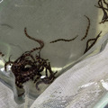 條紋蛇魚_1