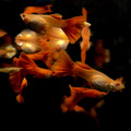 全紅白子(對)亞成 全紅白子孔雀魚_3