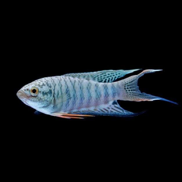 藍蛇紋彩兔 彩兔 鬥魚