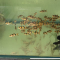 三間鼠6公分_1
