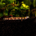 條紋蛇魚