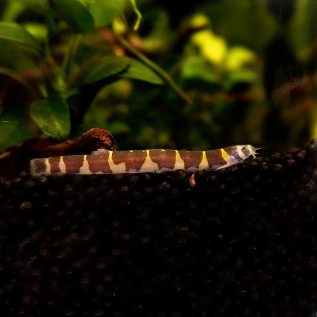 條紋蛇魚