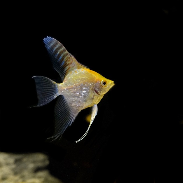 紅頭鑽石神仙