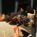 紅花豬5-6cm_2