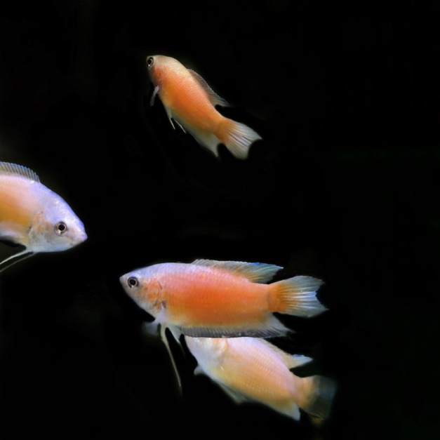 澳洲火焰彩兔 鬥魚 彩兔