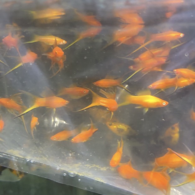 紅雙劍