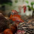 火焰變色龍_1