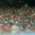 紅琉璃蝦_2