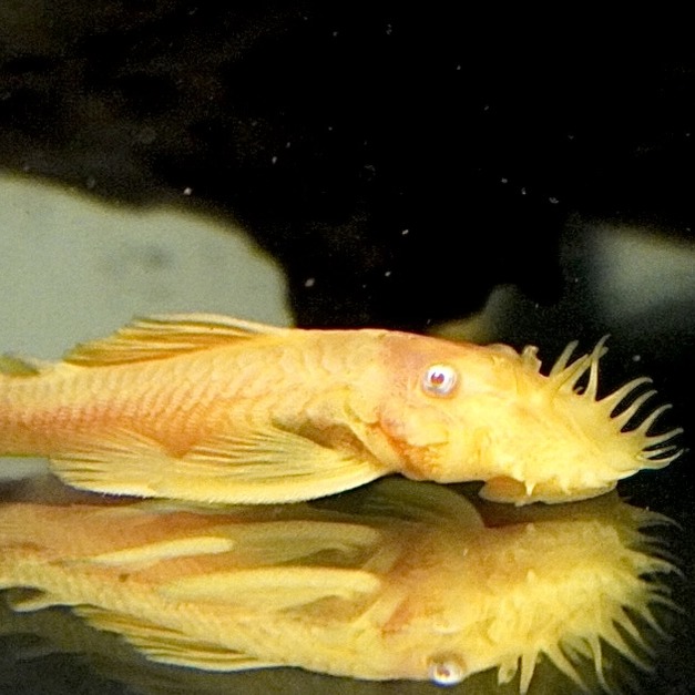 紅眼大鬍子異形4cm