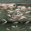 小白兔 白彩兔 鬥魚_2