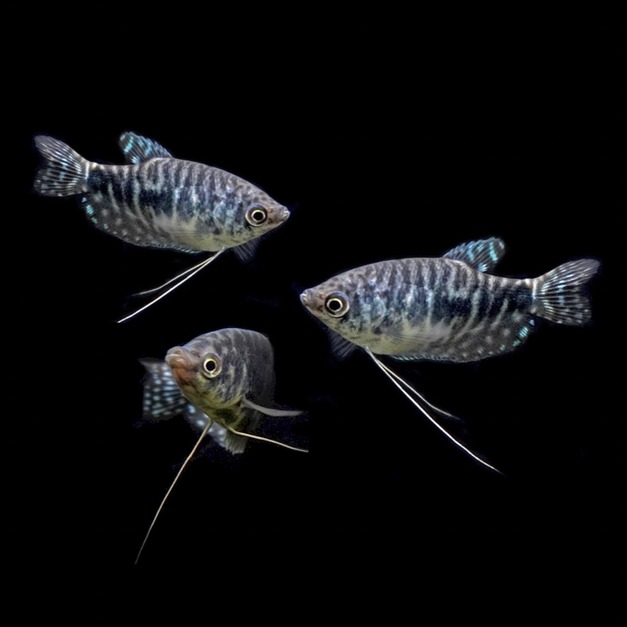 青萬隆6cm
