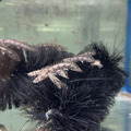 虎班恐龍王7-8cm_3