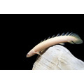 白子金恐龍7-8cm