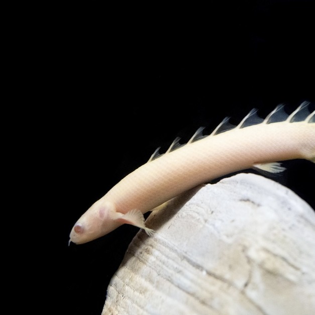 白子金恐龍7-8cm