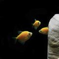 彩色磚魚｜藍磚｜金磚｜綠磚｜紅磚｜紫磚｜橘子磚｜翡翠綠磚｜粉白磚_4