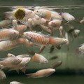 小白兔 白彩兔 鬥魚_1