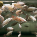 小白兔 白彩兔 鬥魚