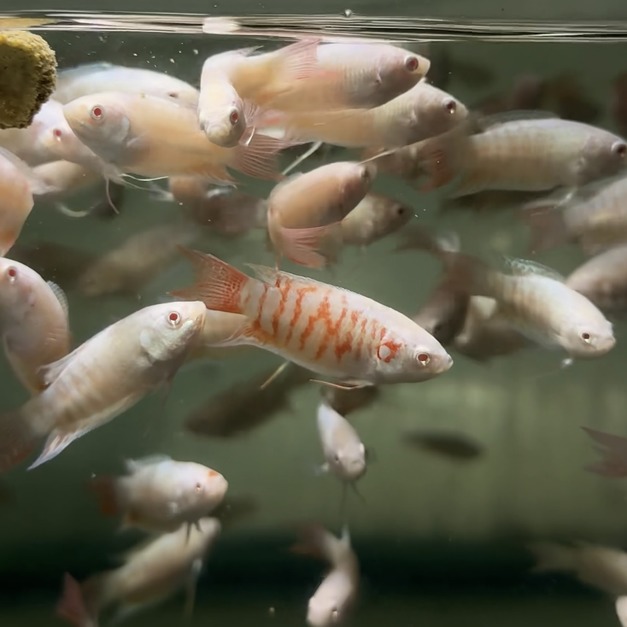 小白兔 白彩兔 鬥魚