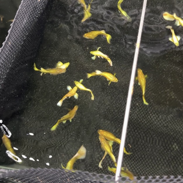 黃金孔雀（對）｜黃金甲孔雀魚