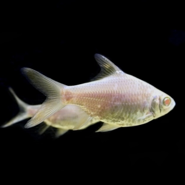 金泰國鯽19-20cm