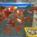 全紅白子(對)亞成 全紅白子孔雀魚_5