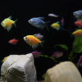 彩色磚魚｜藍磚｜金磚｜綠磚｜紅磚｜紫磚｜橘子磚｜翡翠綠磚｜粉白磚_8