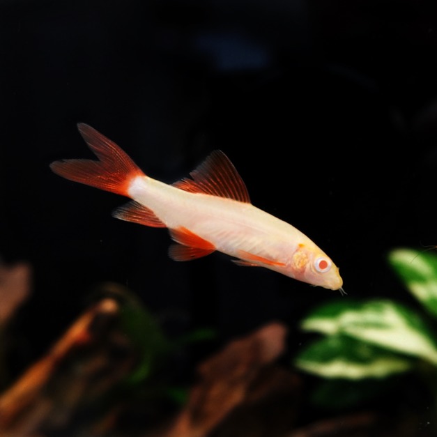 白彩虹沙5cm