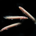 白子金恐龍7-8cm_5