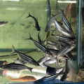 虎頭鯊7-8cm_1