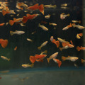 全紅白子(對)亞成 全紅白子孔雀魚_2