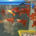 全紅白子(對)亞成 全紅白子孔雀魚_1