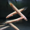 白子金恐龍7-8cm_4
